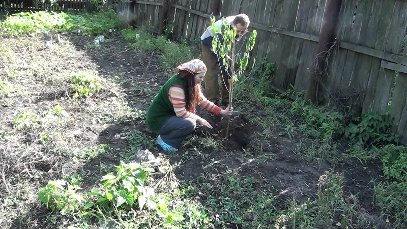 Un guide du débutant pour planter des abricots à l'automne