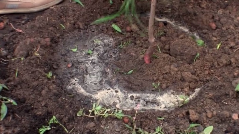 Un guide du débutant pour planter des abricots à l'automne
