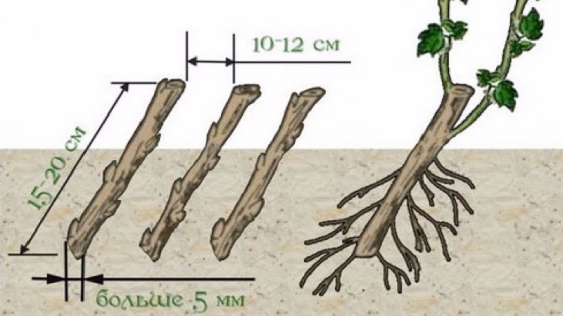 Guide de plantation de cassis d'automne pour les jardiniers débutants
