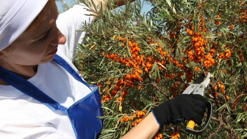 Guide étape par étape de la taille de l'argousier à l'automne