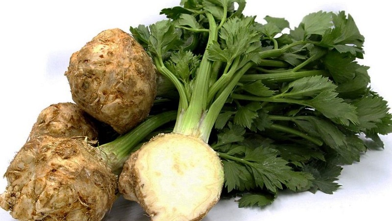 Céleri: quel goût, à quoi il ressemble et comment l'utiliser correctement