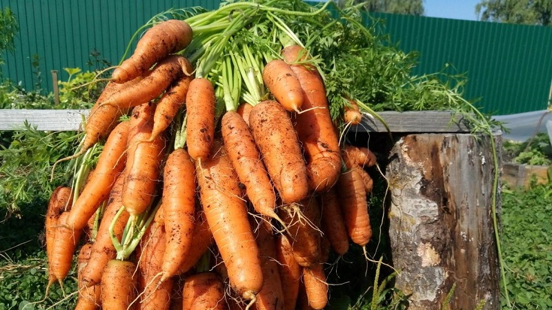 Douce carotte mi-saison de Nantes 4