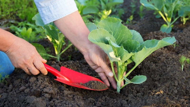 Examen de la variété de chou blanc Dominanta F1