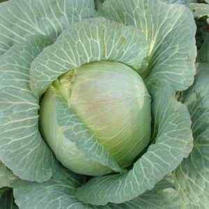 Aperçu de la variété de chou d'hiver de Kharkov: critiques, caractéristiques et caractéristiques de culture