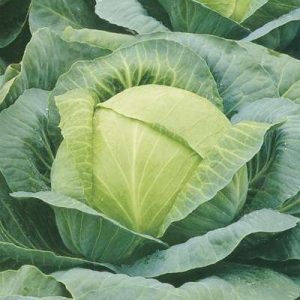 Aperçu de la variété de chou d'hiver de Kharkov: critiques, caractéristiques et caractéristiques de culture