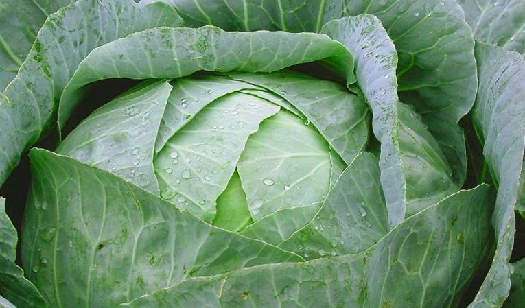 Caractéristiques et description de la variété de chou Hivernage: photos, avis et caractéristiques de la technologie agricole