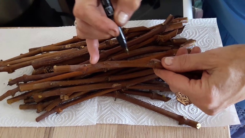 Des moyens éprouvés de conserver les boutures de raisin en hiver et de les vérifier avant la plantation