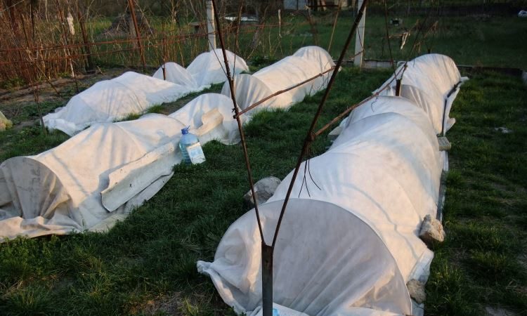 Quels sont les moyens de cacher les raisins pour l'hiver dans la voie du milieu