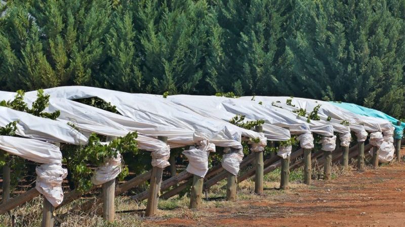 Quels sont les moyens de cacher les raisins pour l'hiver dans la voie du milieu