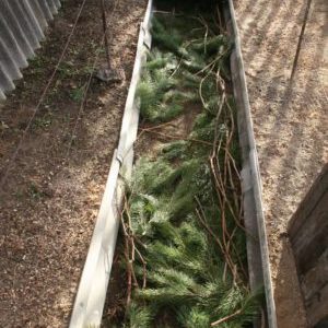 Quels sont les moyens de cacher les raisins pour l'hiver dans la voie du milieu