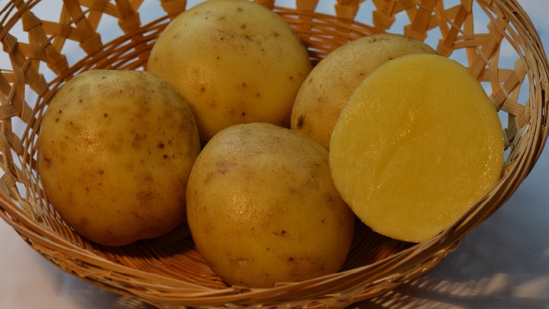 Variété de pomme de terre moyennement précoce résistante aux maladies - Bryansk Delicacy