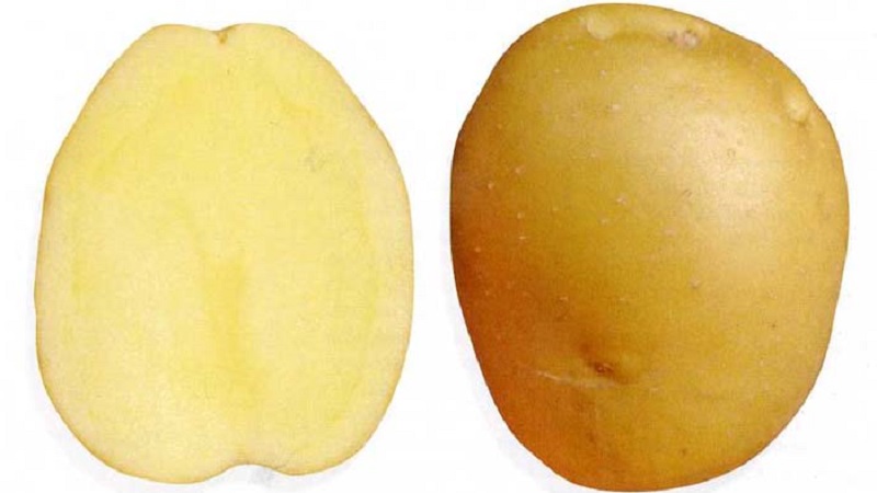Variété de pomme de terre moyennement précoce résistante aux maladies - Bryansk Delicacy