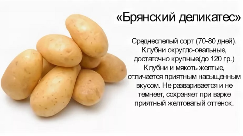 Variété de pomme de terre moyennement précoce résistante aux maladies - Bryansk Delicacy