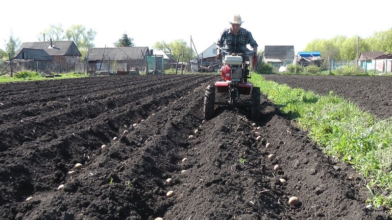 Technologie de plantation de pommes de terre avec un tracteur à conducteur marchant
