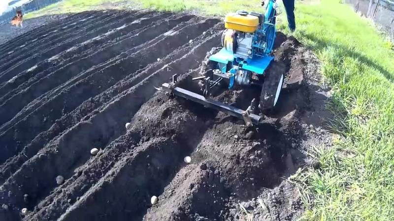 Technologie de plantation de pommes de terre avec un tracteur à conducteur marchant