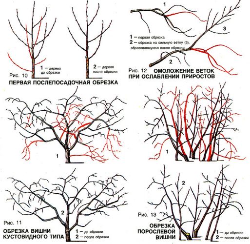 Ce que les soins des cerises devraient inclure à l'automne: un guide de jardiniers expérimentés