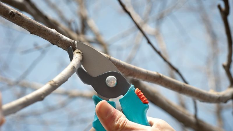 Ce que les soins des cerises devraient inclure à l'automne: un guide de jardiniers expérimentés