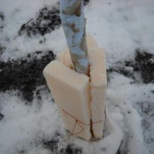 Comment bien couvrir un abricot pour l'hiver et préparer un arbre pour le froid