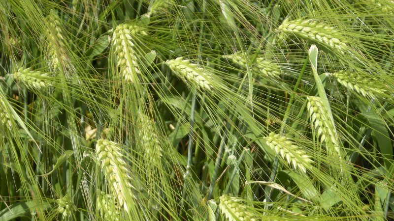 Quel est le rendement de l'orge sur 1 hectare de terre et de quoi dépend-il