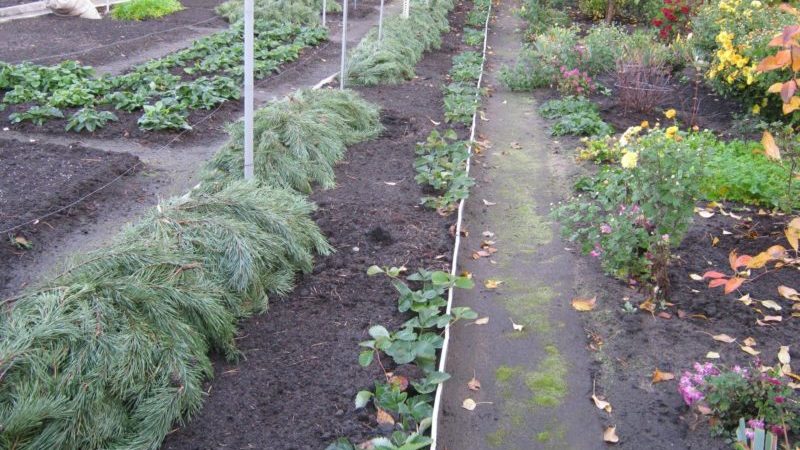 Caractéristiques du réchauffement des raisins dans la région de Moscou: comment et quand il est préférable de se couvrir pour l'hiver