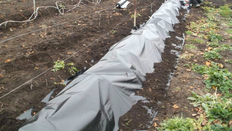 Caractéristiques du réchauffement des raisins dans la région de Moscou: comment et quand il est préférable de se couvrir pour l'hiver