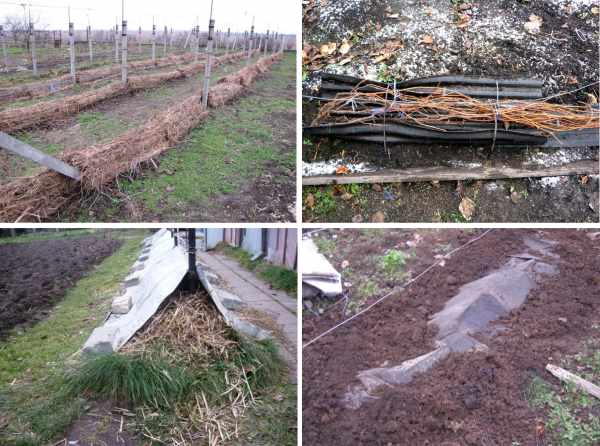 Caractéristiques du réchauffement des raisins dans la région de Moscou: comment et quand il est préférable de se couvrir pour l'hiver