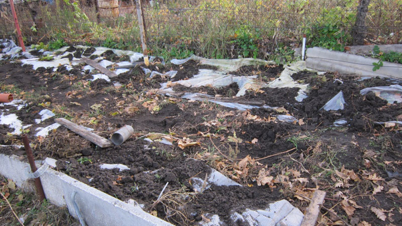 Caractéristiques du réchauffement des raisins en Sibérie: comment bien se couvrir pour l'hiver