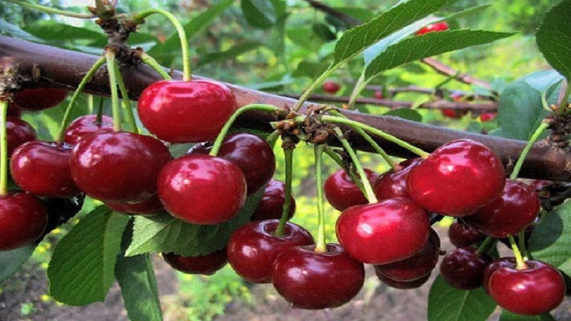 Quels sont les bons hybrides de cerises et de cerises douces et quelles sont leurs caractéristiques