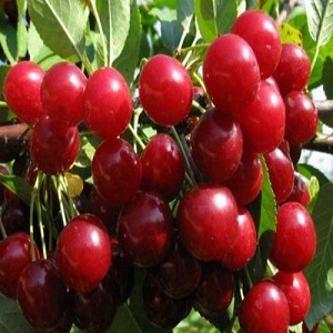 Quels sont les bons hybrides de cerises et de cerises douces et quelles sont leurs caractéristiques