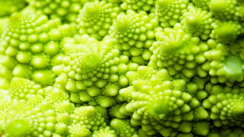 Pourquoi le chou Romanesco est-il utile, à quoi il ressemble sur la photo, est-il difficile de le cultiver et comment le cuire