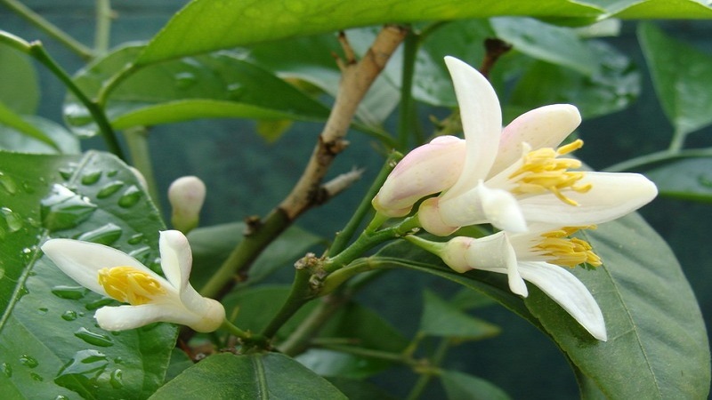 Pourquoi l'orange amère est-elle utile et comment est-elle utilisée