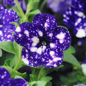 Pétunia végétatif ciel étoilé avec des fleurs étonnantes
