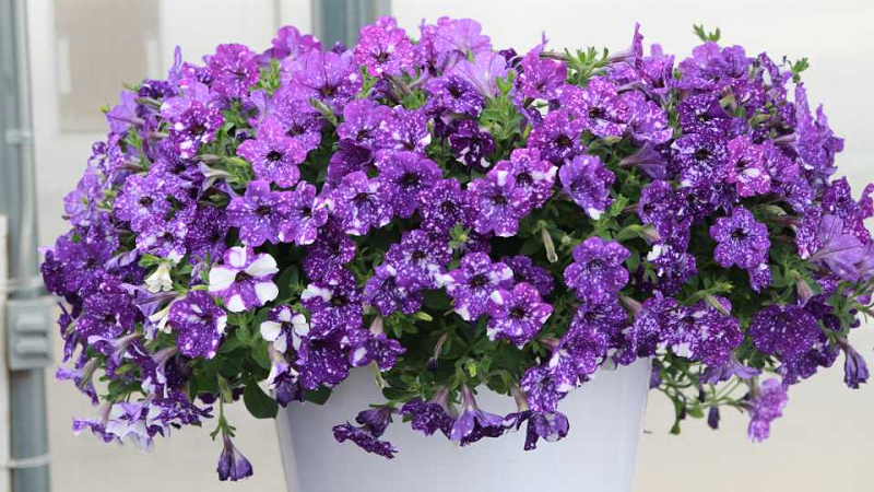 Pétunia végétatif ciel étoilé avec des fleurs étonnantes
