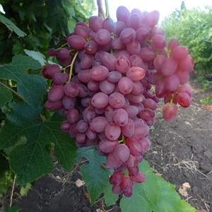 Cépage Veles délicat et parfumé provenant d'éleveurs ukrainiens