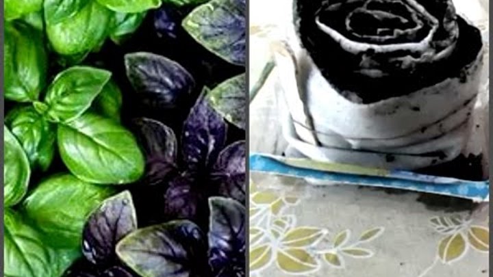 Comment faire germer correctement les plants de basilic dans un escargot