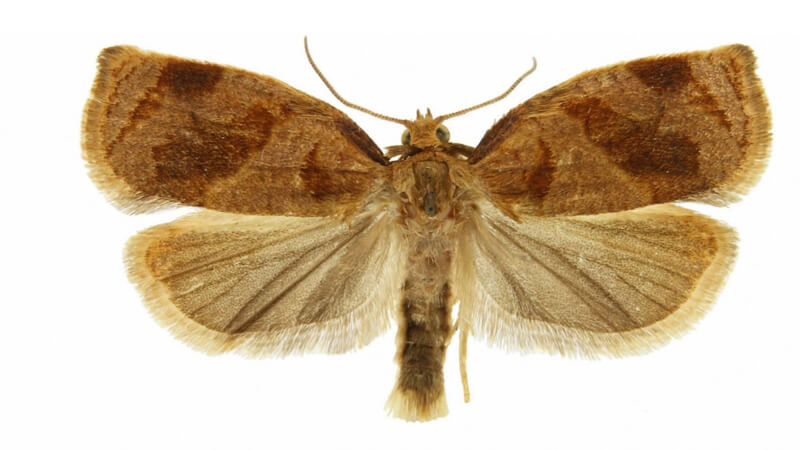 Maladies et ravageurs des groseilles à maquereau et méthodes pour y faire face