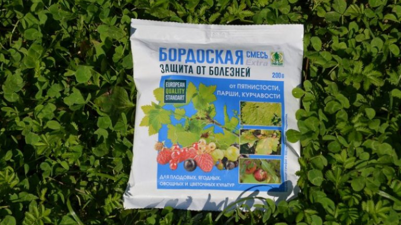 Comment traiter la floraison blanche sur les feuilles de cassis: produits chimiques et remèdes populaires