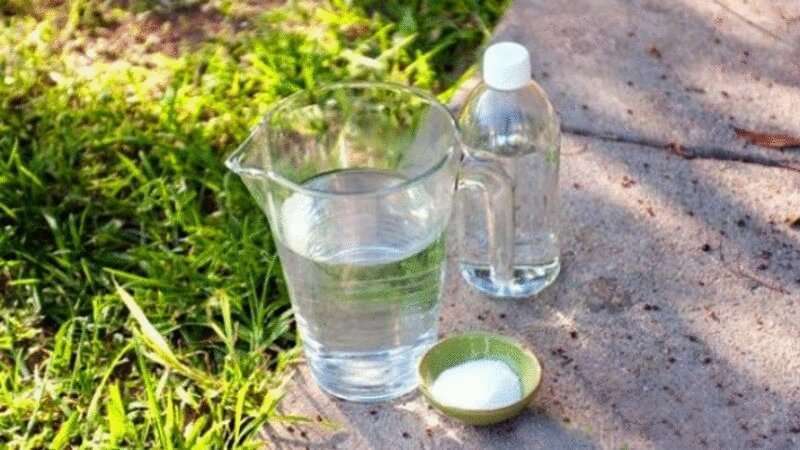 Comment traiter la floraison blanche sur les feuilles de cassis: produits chimiques et remèdes populaires