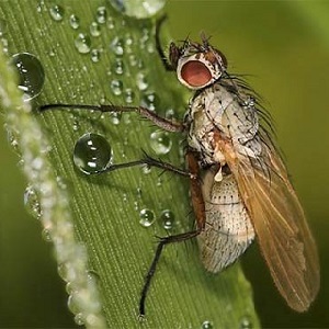 Pourquoi la mouche suédoise est-elle dangereuse pour le blé d'hiver et comment la combattre et les autres ravageurs des céréales