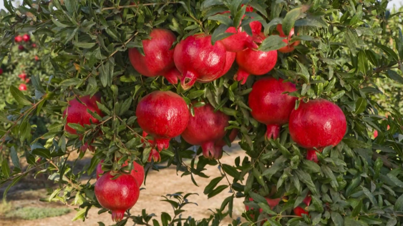 Qu'est-ce que la grenade, s'agit-il d'agrumes ou non?