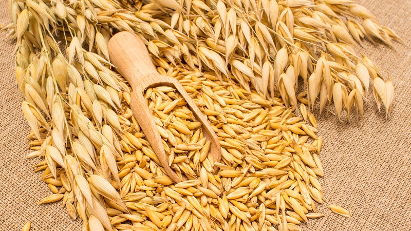 Pourquoi l'avoine est si bonne pour les reins et est-ce vrai