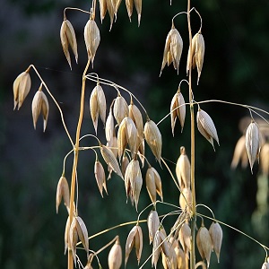 Qu'est-ce que l'avoine - une description complète et les caractéristiques biologiques