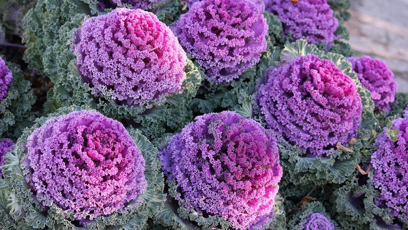 Chou ornemental: caractéristiques de la culture, description des variétés avec noms et photos