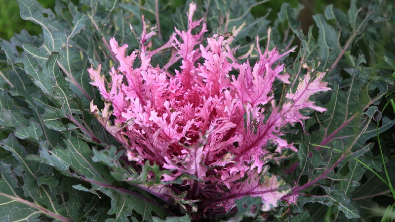 Chou ornemental: caractéristiques de la culture, description des variétés avec noms et photos