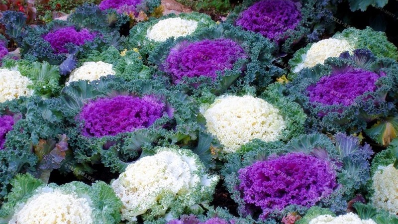 Chou ornemental: caractéristiques de la culture, description des variétés avec noms et photos