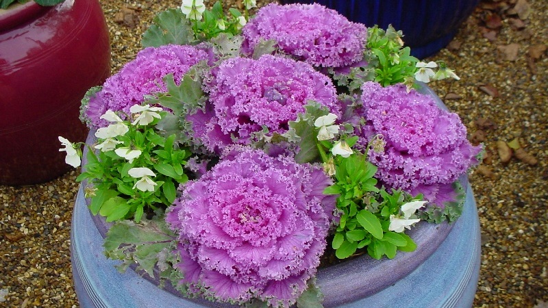 Chou ornemental: caractéristiques de la culture, description des variétés avec noms et photos