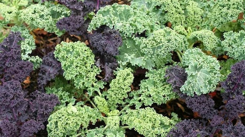 Chou ornemental: caractéristiques de la culture, description des variétés avec noms et photos