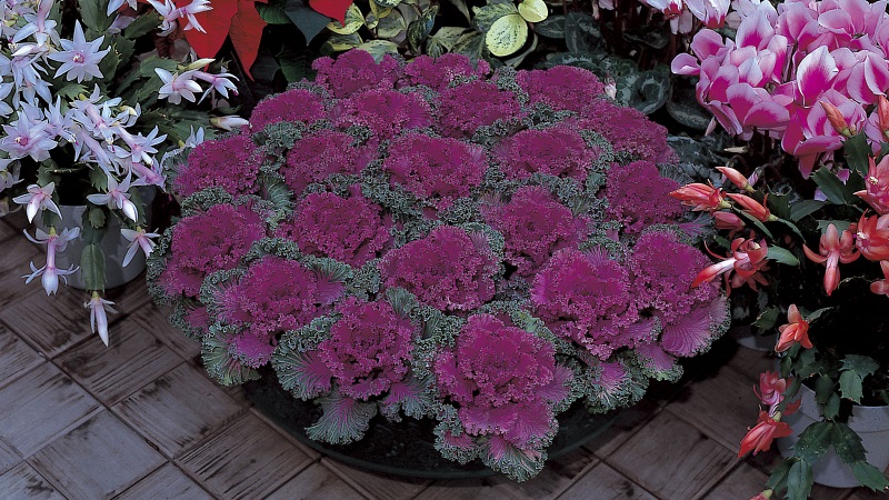 Chou ornemental: caractéristiques de la culture, description des variétés avec noms et photos