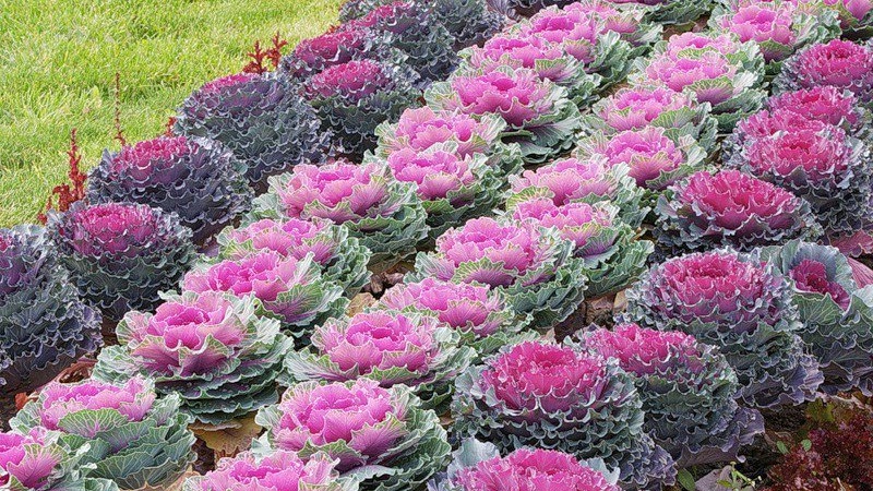 Chou ornemental: caractéristiques de la culture, description des variétés avec noms et photos