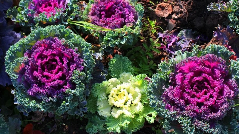 Chou ornemental: caractéristiques de la culture, description des variétés avec noms et photos